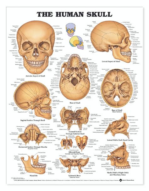 The Human Skull Laminated Anatomy Chart Anatomie Yoga - vrogue.co