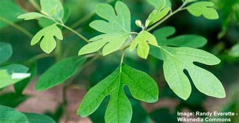 Sassafras Tree: Leaves, Flowers, Bark (Pictures) - Identification Guide