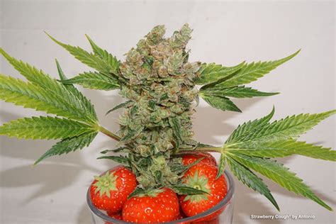 Strawberry Cough indoor SCROG/Super-cropping grow | Dutch Passion