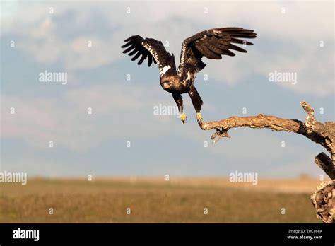 Adult female Spanish Imperial Eagle flying with the first rays of dawn ...