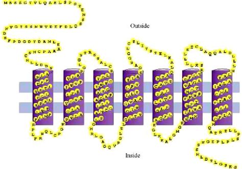 Chapter 9 the duffy antigen receptor for chemokines. | Semantic Scholar