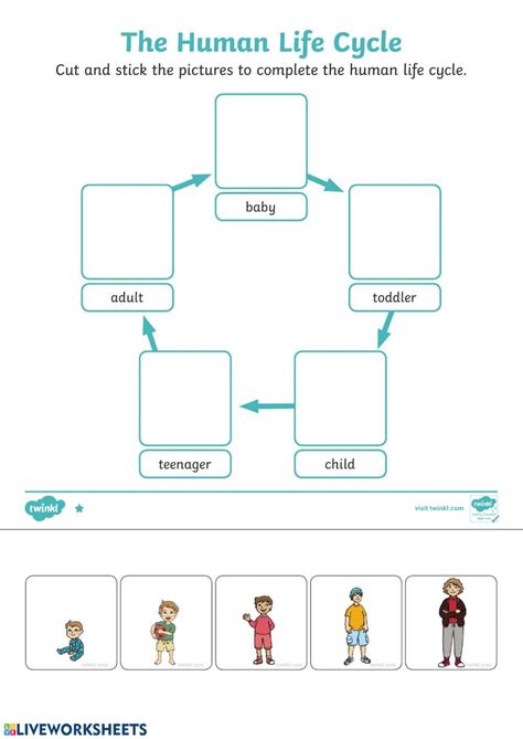 the human life cycle worksheet is shown in this graphic diagram, which shows how people