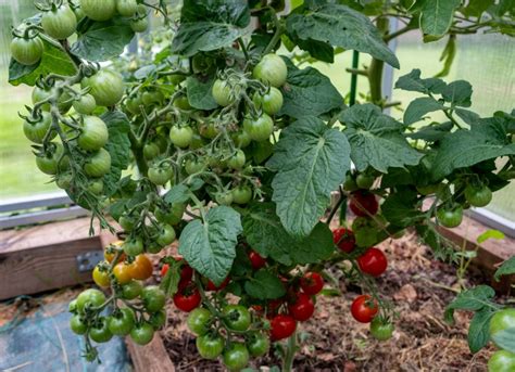 Cherry Tomato Pruning - Everything You Need To Know