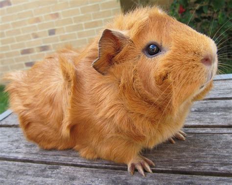 What a pretty little ginger guinea pig! Pig Pics, Guinea Pig Breeding, Pet Rabbit Care, Baby ...