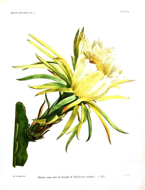 Gloucester VA Links and News: Botanical Cactus, Free Art Print of the day