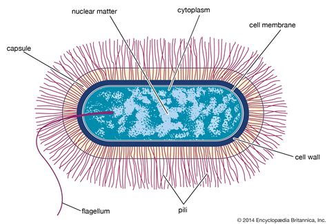 labeled bacillus diagram