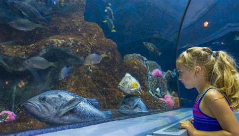 SMQ - Les musées du Québec - Aquarium du Québec