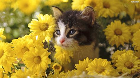 cats in flowers | ... Cats wallpapers,Cats,Flowers wallpapers,Flowers,1920x1080,Cd Mjk1OA