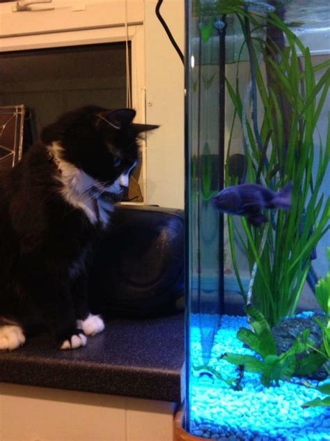 My cat having a staring contest with the fish... It was tense in the room! : r/aww