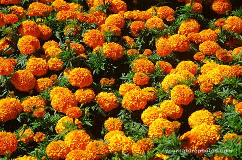 Marigold Wallpapers - Wallpaper Cave