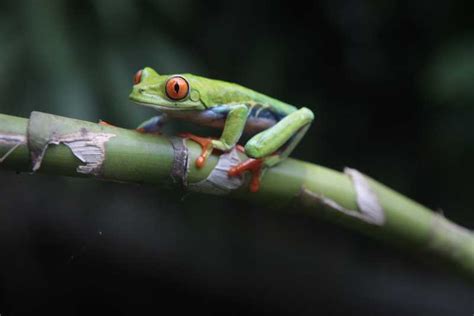 Nicaragua Wildlife Adventure SEEtheWILD Wildlife Conservation Travel