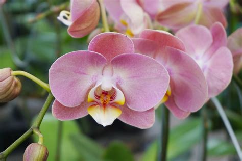 Phalaenopsis (Moth Orchid): Care Guide & Pictures - Brilliant Orchids