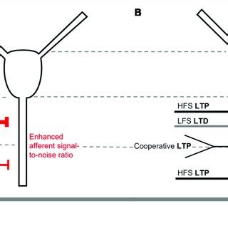 | Anatomy and synaptic plasticity of the piriform cortex. (A) The... | Download Scientific Diagram