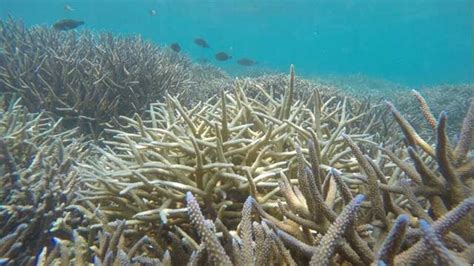 Thailand closes dive sites over coral bleaching crisis