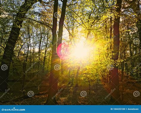 Spring Forest Landscape at Sunset or Sunrise Stock Photo - Image of ...