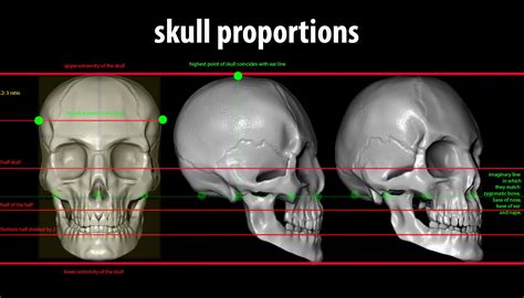 studying anatomy | Skull, Anatomy, Proportion