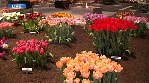 Celebrate Chicago's roots at the Chicago Flower & Garden Show - ABC7 Chicago