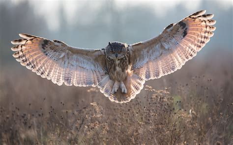 Owl Flying Wallpaper (66+ images)