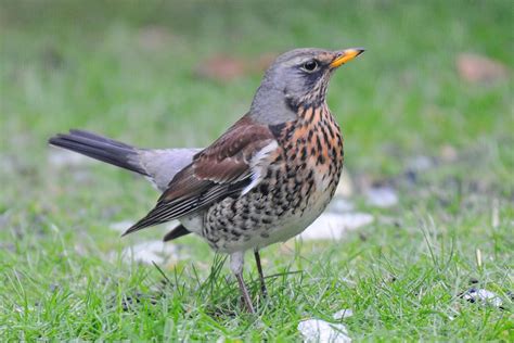 Bill's Birding: Fieldfare, still there