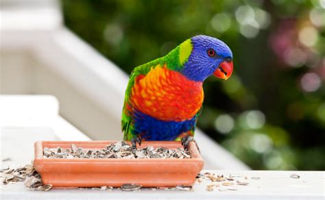 Rainbow Lorikeet Facts, Pet Care, Diet, Price, Pictures | Singing Wings ...