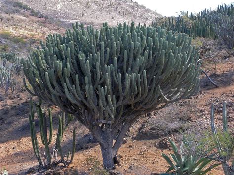 "Cactus Tree" - possibly Polaskia chichipe; Los Reyes Metz… | Flickr