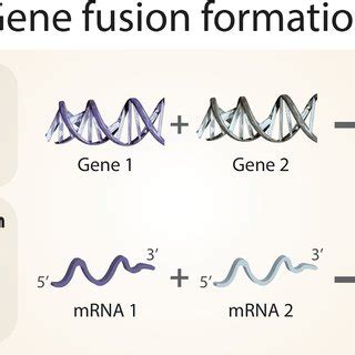 Mechanisms of gene fusion formation. (A) Structural rearrangements of ...