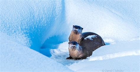 Yellowstone Winter Tour Review | David C Schultz, Photography