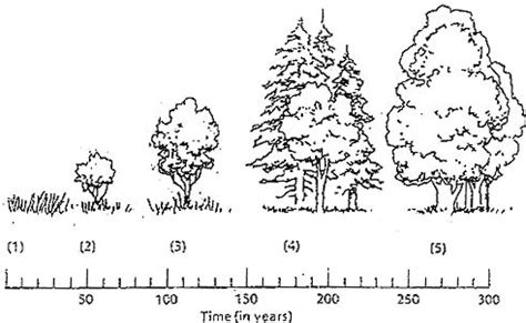 Examining the Stages of Succession