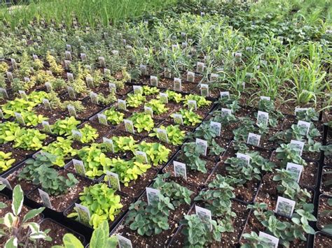 Hardening Off Plants before Planting - Creek Side Gardens