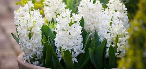 How to Plant, Grow & Care for Hyacinths | Sarah Raven