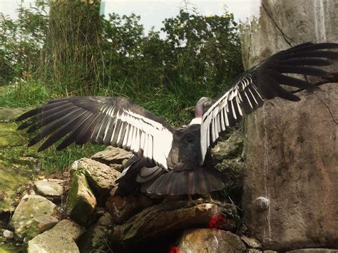 Condor Wingspan | Akron zoo, Zoo photos, Zoo