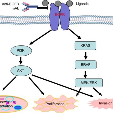 Anti-EGFR monoclonal antibodies in clinical use. | Download Table