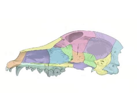 Canine skull anatomy 1/2 view Quiz