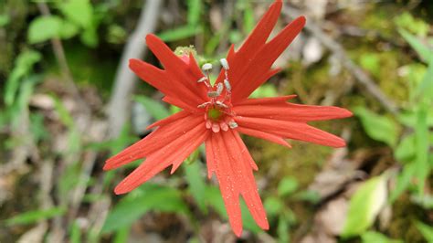 Appalachian Trail Wildflowers | Appalachian Trail Conservancy