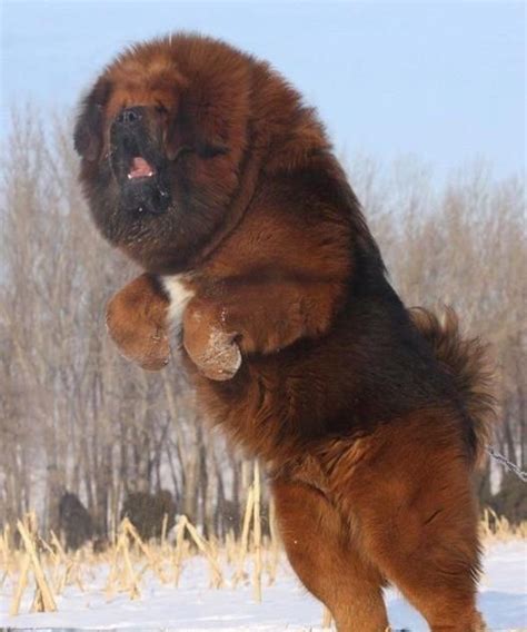 I Love all Dog Breeds: 5 Dogs even bigger than thier owners | Dog breeds, Huge dogs, Fluffy dogs