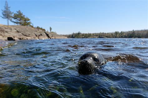 Why is Ladoga considered Russia’s most extraordinary lake? - Russia Beyond