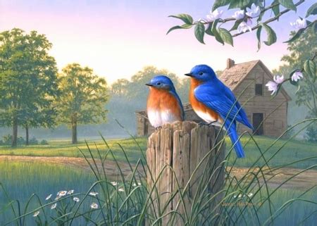 Morning Bluebirds - Birds & Animals Background Wallpapers on Desktop ...