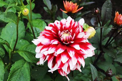 How to Propagate Dahlia Stem and Tuber Cuttings | Gardener’s Path