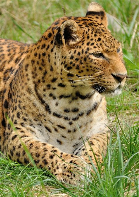 Leopard Lying In The Grass · Free Stock Photo