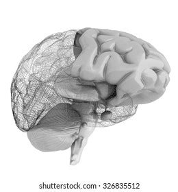 Ilustrasi Stok Creative Concept Human Brain Pencil Drawing 1484092619 | Shutterstock