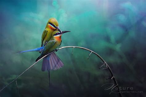 35 Fascinating Pictures of Bird Photography - 121Clicks.com