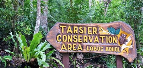 Bohol Tarsiers - Worlds Smallest Primate