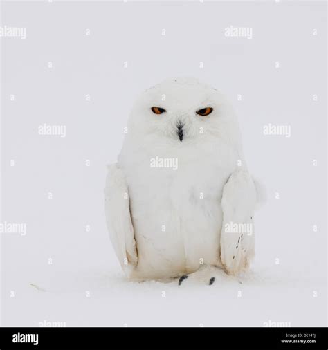 Snowy Owl (Bubo scandiacus), male in a snowstorm, Finnish Lapland ...