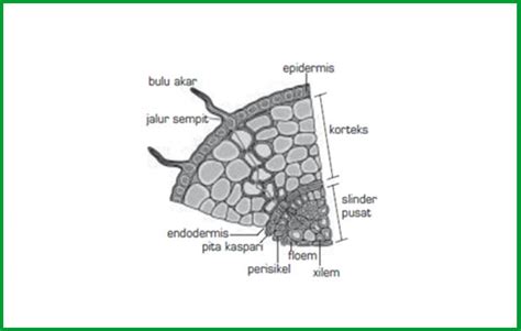 Gambar Mengenali Struktur Anatomi Akar Tumbuhan Bagian Bagiannya Gambar Mikroskopis Jahe di ...