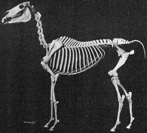 File:Arabian horse skeleton.jpg - Wikimedia Commons