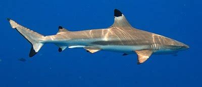 Fish Identification: Sharks