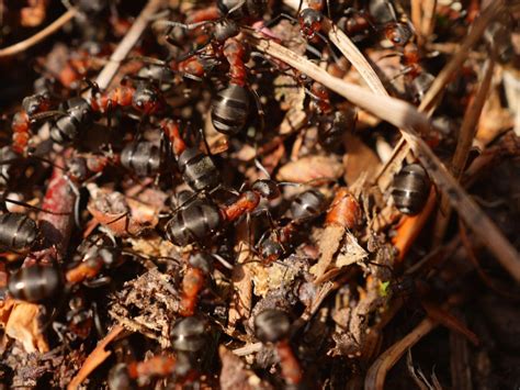 4 Signs Of An Ant Infestation: Canberra Pest Control