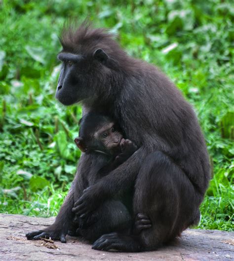 Tropical Rainforest: Herbivores In The Tropical Rainforest