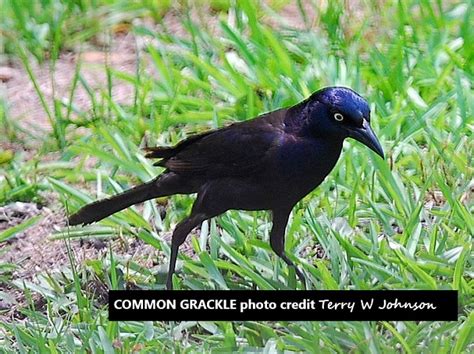 COMMON GRACKLES ARE NOT ALWAYS WELCOMED AT OUR FEEDERS ...