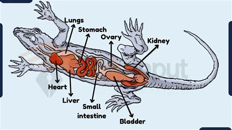 Digestive System of Reptiles-Anatomy and Function